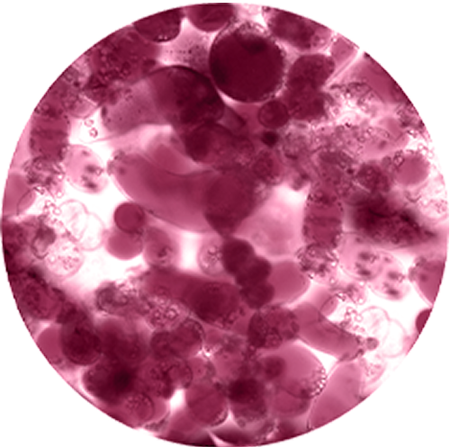 Cell Cultivation